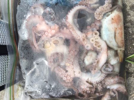 今日もタコ　ツ抜け