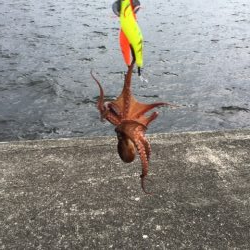 宇部波止　タコ