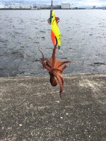 宇部波止　タコ