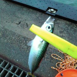 浜名湖 ライトゲーム