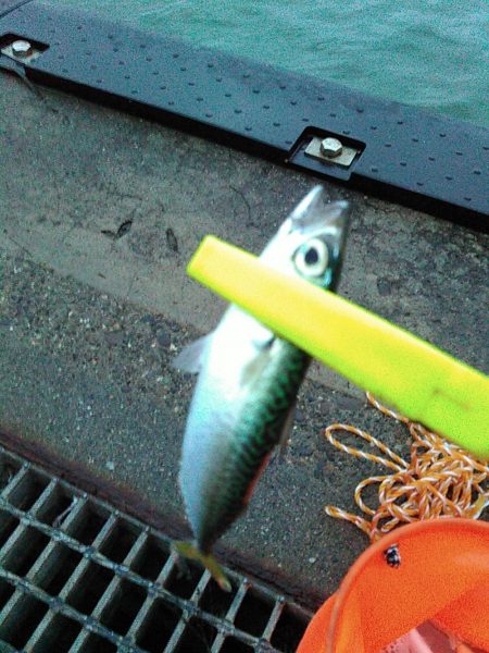 浜名湖 ライトゲーム