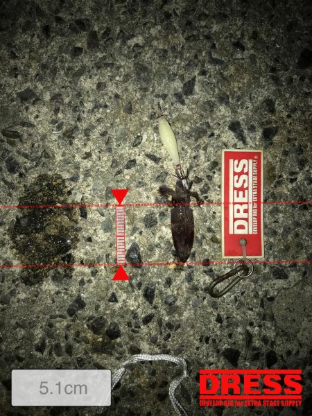 夜中大サバ、ケンサキ狙い