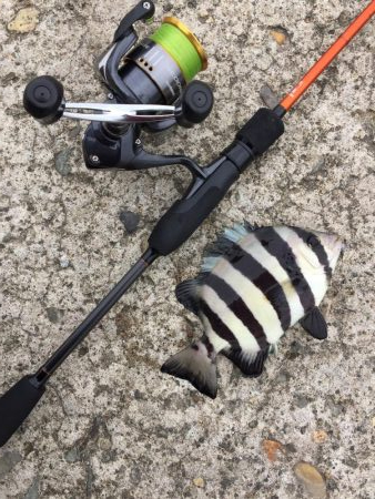 エサ釣り(⁎˃ᴗ˂⁎)気軽にいろんな魚