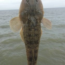 ２日連続でマゴチをゲット！