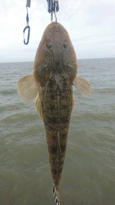 ２日連続でマゴチをゲット！