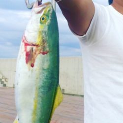 ツバス・カレイ・グレ