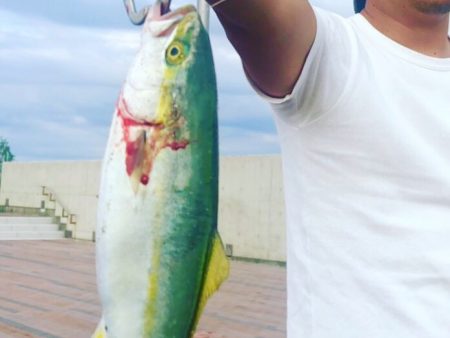 ツバス・カレイ・グレ