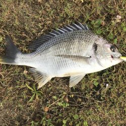 チヌトップゲームおもしろい