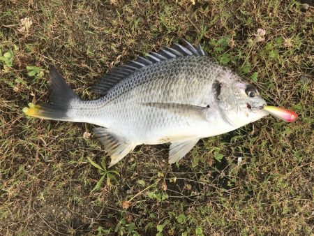 チヌトップゲームおもしろい