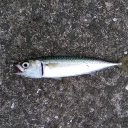 鳴尾浜臨海公園でショアジギング