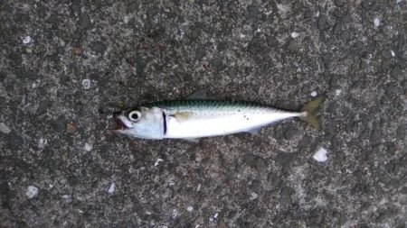 鳴尾浜臨海公園でショアジギング