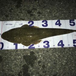 マゴチとセイゴ