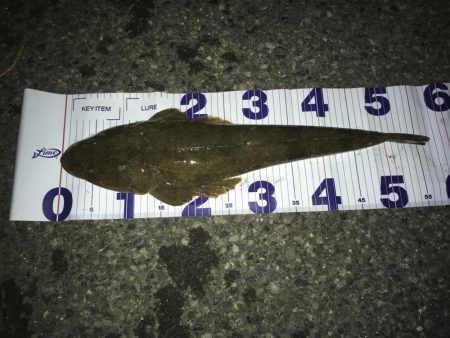 マゴチとセイゴ