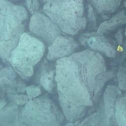 雨の中、たった１匹