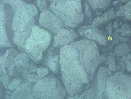 雨の中、たった１匹