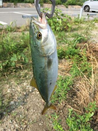 出だしは良かったものの