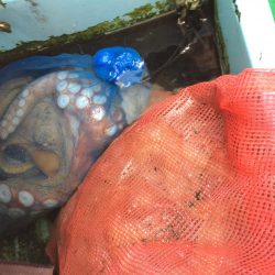 東二見   住吉丸釣果