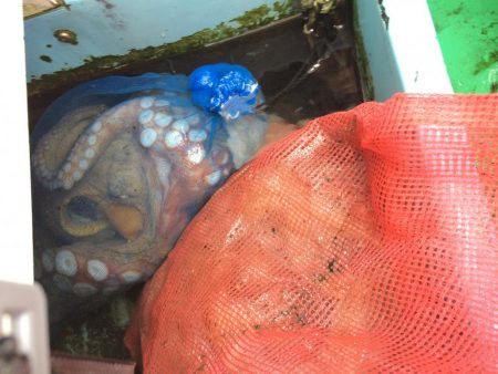 東二見   住吉丸釣果