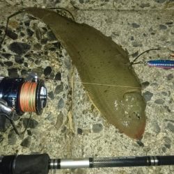 「照りゴチ」シーズン到来！夜半の夕涼みショアジギングでマゴチゲーム