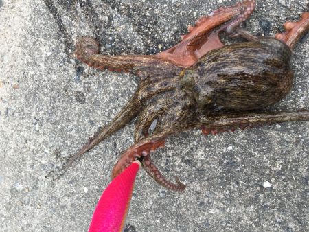 タコ調子上向き？