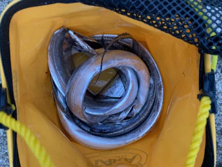 台風前のタチウオ釣り