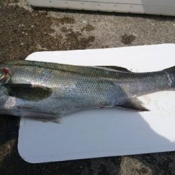 足元でシーバス