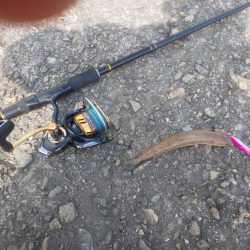 ソウダガツオからアジ