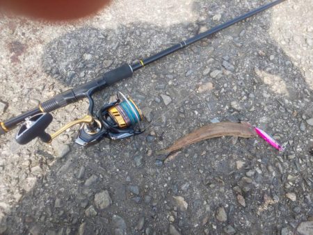 ソウダガツオからアジ