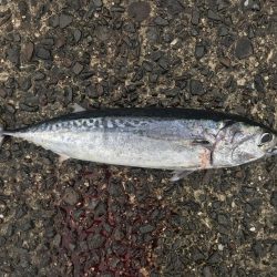 小浦一文字でシーラゲーム