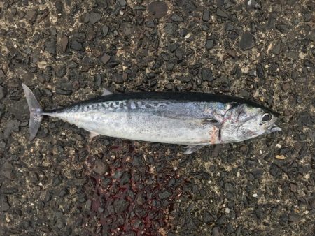 小浦一文字でシーラゲーム