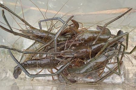 手長エビ・小魚 リレー釣り