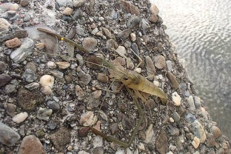淀川 手長エビ