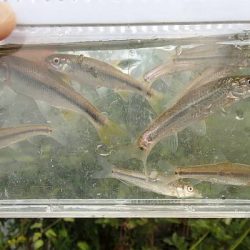 お手軽小物釣り