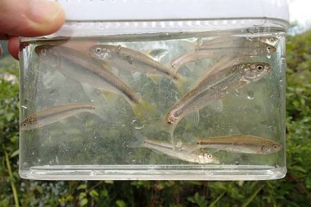 お手軽小物釣り