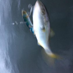 大倉海岸 大サバボウズ、神戸 ツバス3