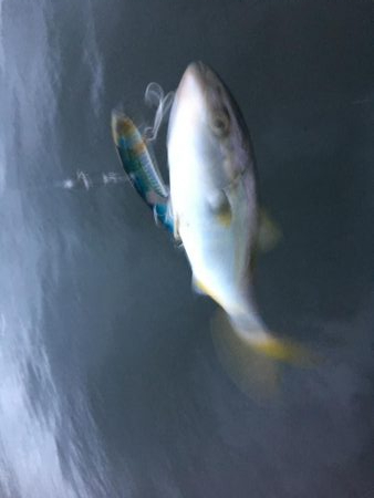 大倉海岸 大サバボウズ、神戸 ツバス3