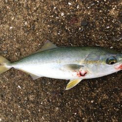 ツバスは安定の高活性