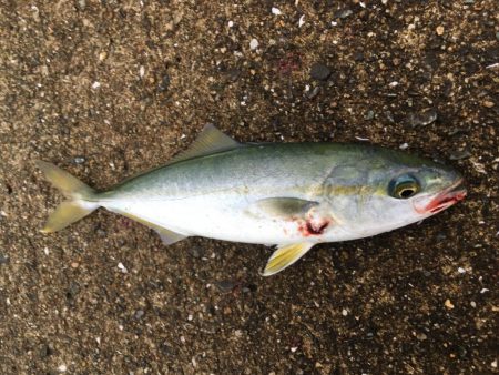 ツバスは安定の高活性