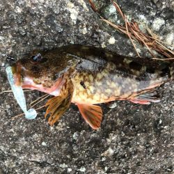 キジハタ狙いで