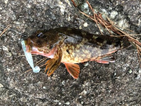 キジハタ狙いで