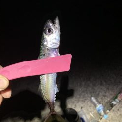 アジングのはずが…