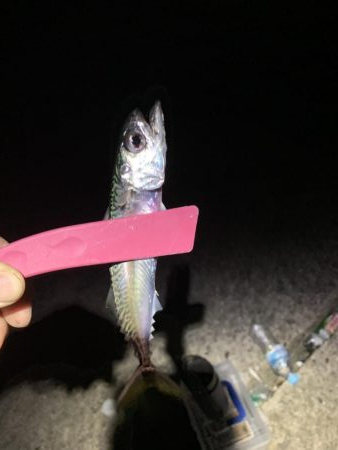 アジングのはずが...