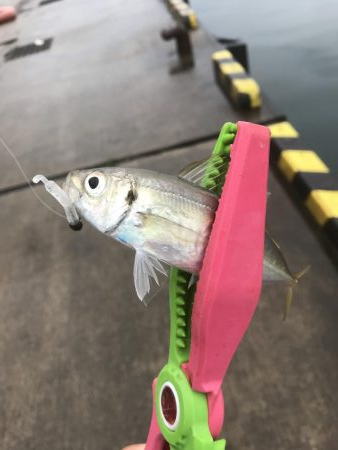 オクトパッシング デイアジング