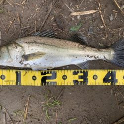 利根川で反転流探し