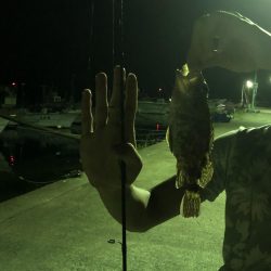 ガシリング釣果