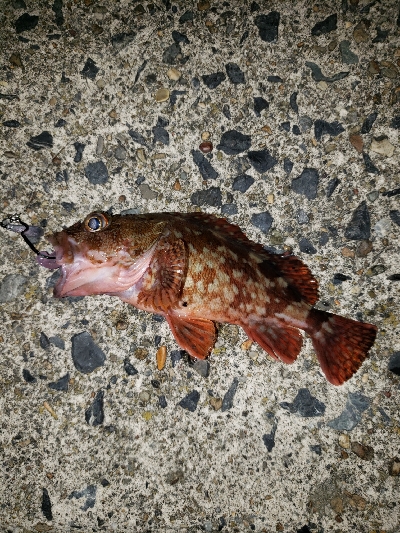 ボトムを攻めるも