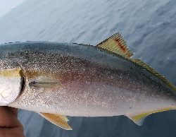 ライトショアジギング