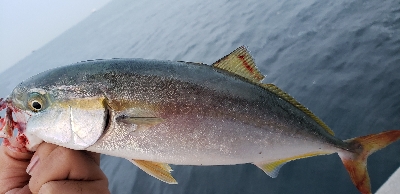 ライトショアジギング