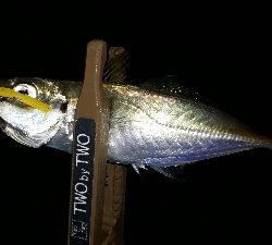 ときよりの25越えのアジにびっくり