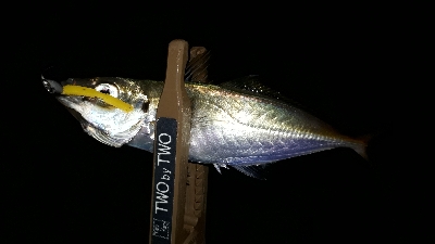 ときよりの25越えのアジにびっくり